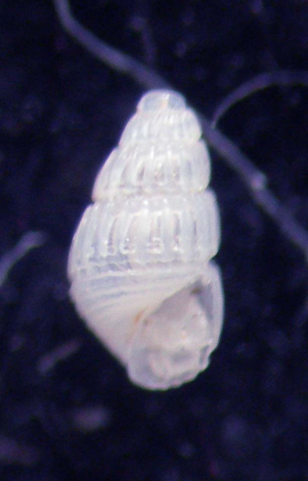 chrysallida pellucida